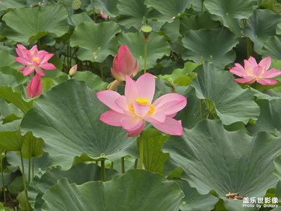 【時(shí)光剪影】六月清晨時(shí)光