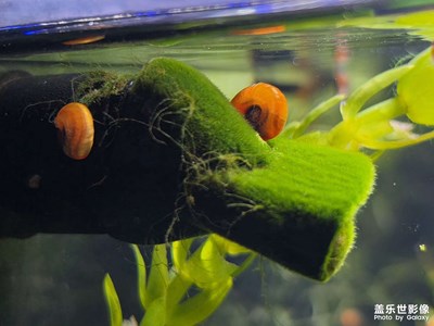 S26ultra拍魚缸也很好看