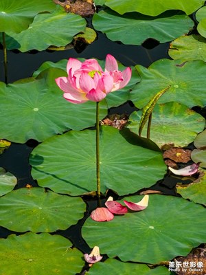 夏荷