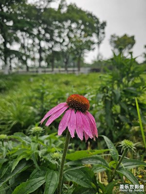 【時光剪影】+公園里的松果菊