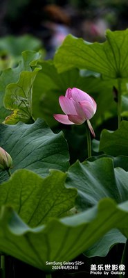 滿池荷花