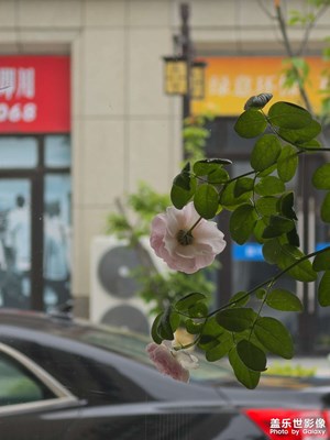 窗外的青