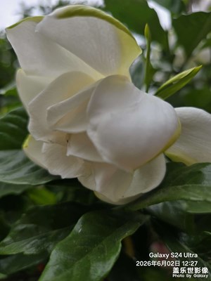 【六月集萃】+六月梔子花