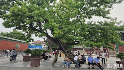【六月集萃】+六月的正定古城