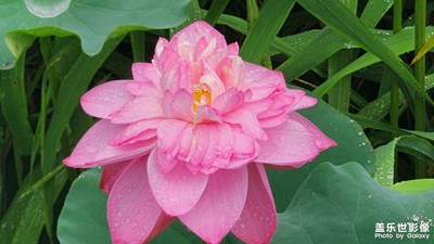 【六月集萃】+六月的無錫宜興賞荷花看晚霞