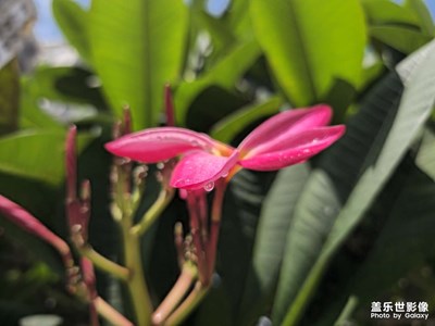【六月集萃】六月花開