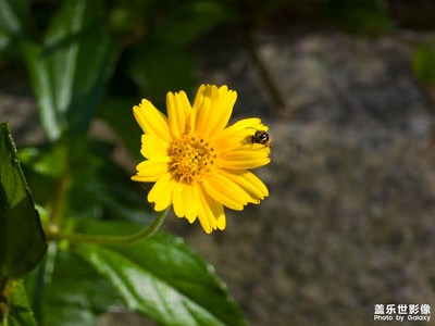 夏