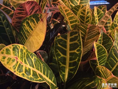 【六月集萃】記錄植物
