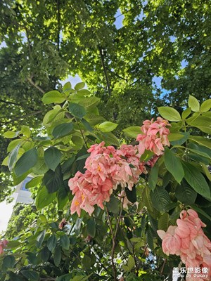 【六月集萃】六月隨拍