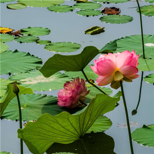 夏荷