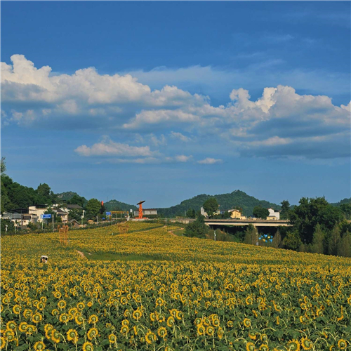 再热的夏天，也有向日葵治愈你
