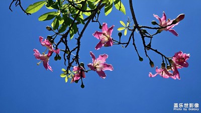 萬物有靈，皆是溫柔