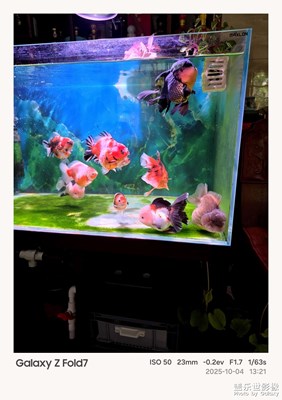 魚(yú)缸中的生態(tài)系統(tǒng)