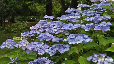 【小團(tuán)圓】+美麗的花朵