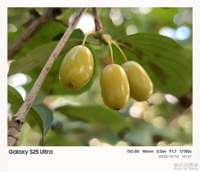 【小團(tuán)圓】+茱萸紅，秋意濃