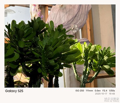 《節(jié)日盛景》—鏡框下的節(jié)假日