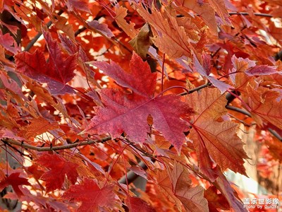 【秋日麗影】+紅葉楓了