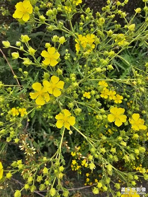 到了拍花的年紀