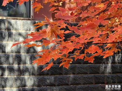 【秋尾拾光】+金色時(shí)光