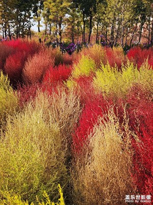【秋尾拾光】二探地膚公園