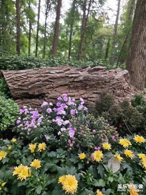 兩億像素 金秋醉美 想拍就拍！