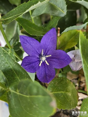 【城市生命】+綠植