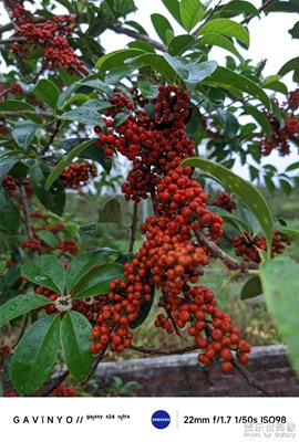 【奇妙的視角】 碩果累累