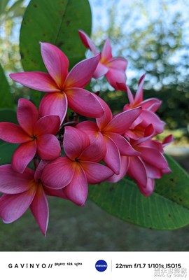 【秋之韻】秋花之韻