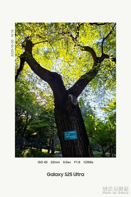 【城市生命力】+余華和鐵生的樹