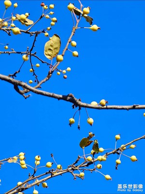 天幕里的生機(jī)
