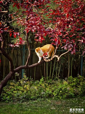 【色彩對(duì)話】+貓