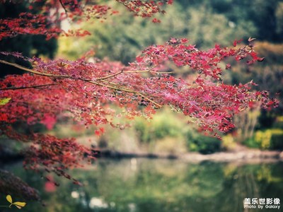【拍有意境】+楓葉紅了
