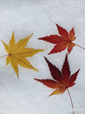 【初冬限定幀】初雪