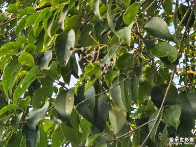 【初冬限定幀】初冬的植物們