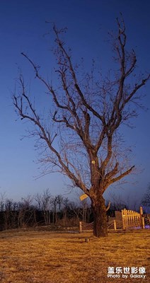 【時(shí)光留痕】+一棵落葉樹有什么好拍的