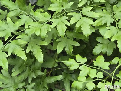 【以光影，敬新年】一路的綠意