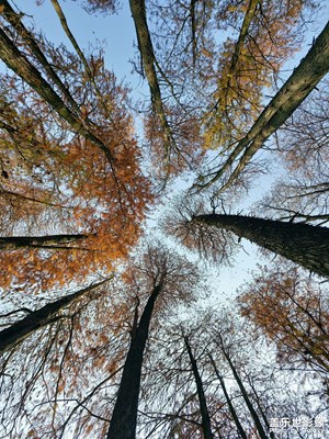 【鏡頭里的故事】年輪里的時(shí)光詩(shī)