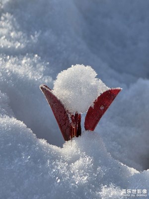 【身邊的小自然】雪的問候