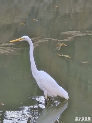 【換個(gè)角度看世界】闖進(jìn)鏡頭里的白鷺