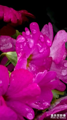 【靚影迎春】報(bào)春花