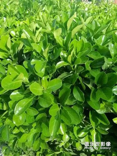 誰知道這是什么植物