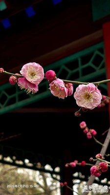 梅花??????迎春盛開