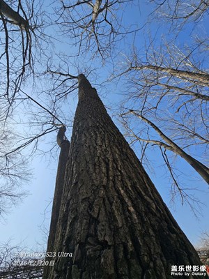 老旗艦拍照也不錯