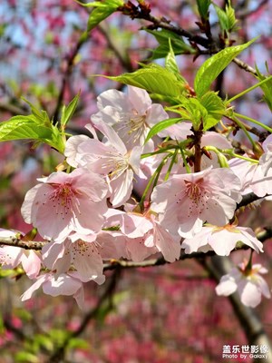 【行攝正月里】鏡頭里的新春花事