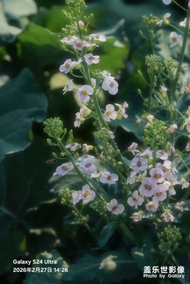 【行攝正月里】油菜花海