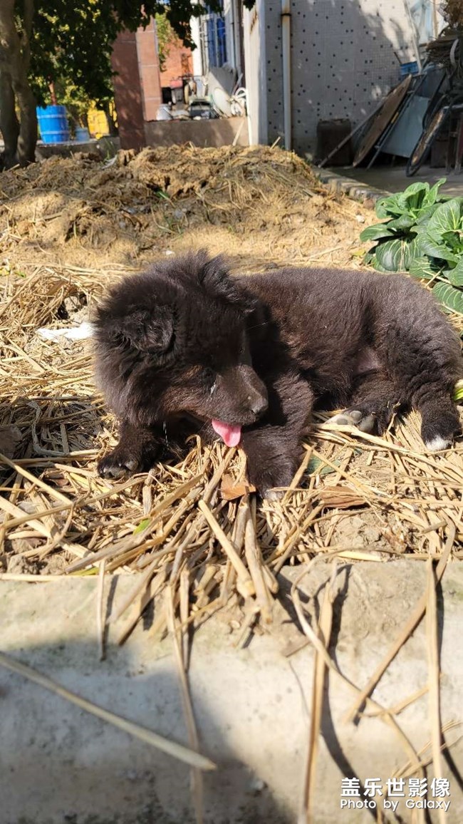 還是這種好養(yǎng)活