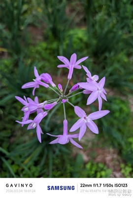 【光影一刻】紫嬌花?開