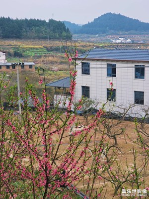 春染桃林，赴一場心動之約