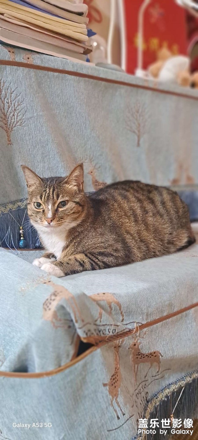 依舊三星老用戶