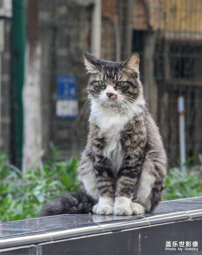 一本正經(jīng)的家伙